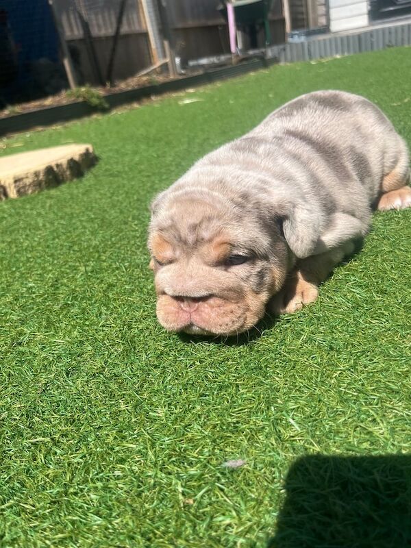 Chunky English bulldogs for sale in Poole, Dorset | Image 2