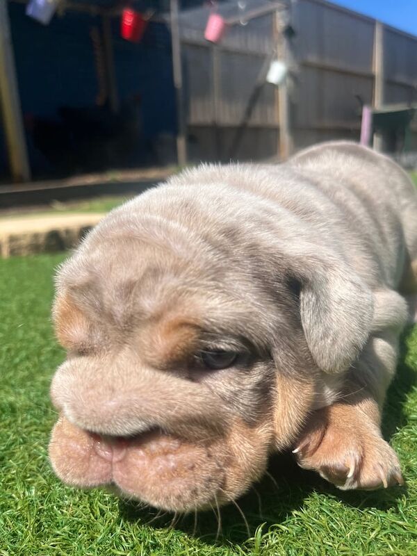 Chunky English bulldogs for sale in Poole, Dorset | Image 3