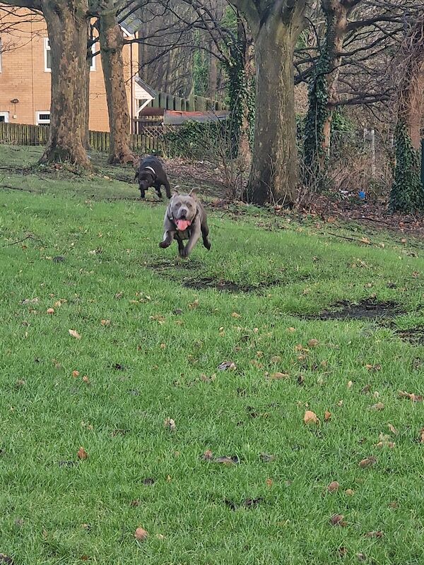 cute blue American bulldog for sale in Huddersfield, West Yorkshire | Image 2