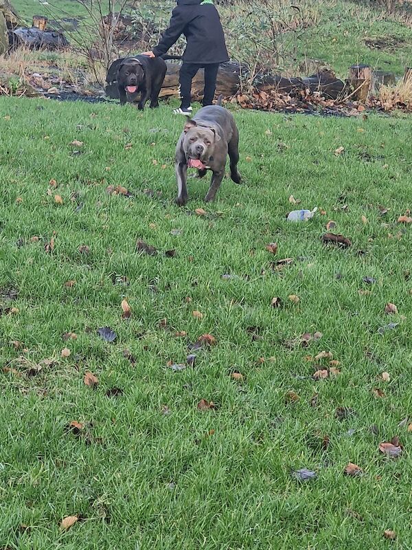 cute blue American bulldog for sale in Huddersfield, West Yorkshire | Image 3