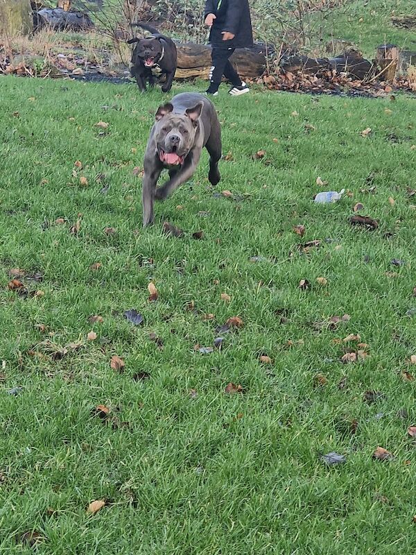 cute blue American bulldog for sale in Huddersfield, West Yorkshire | Image 4