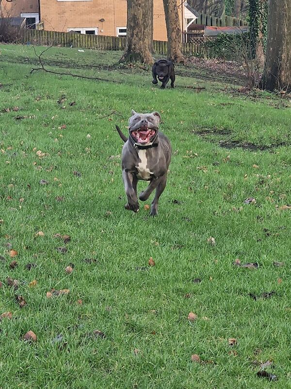 English Bulldog puppies for sale in Huddersfield, West Yorkshire – 2 years old - Image 7 of 8