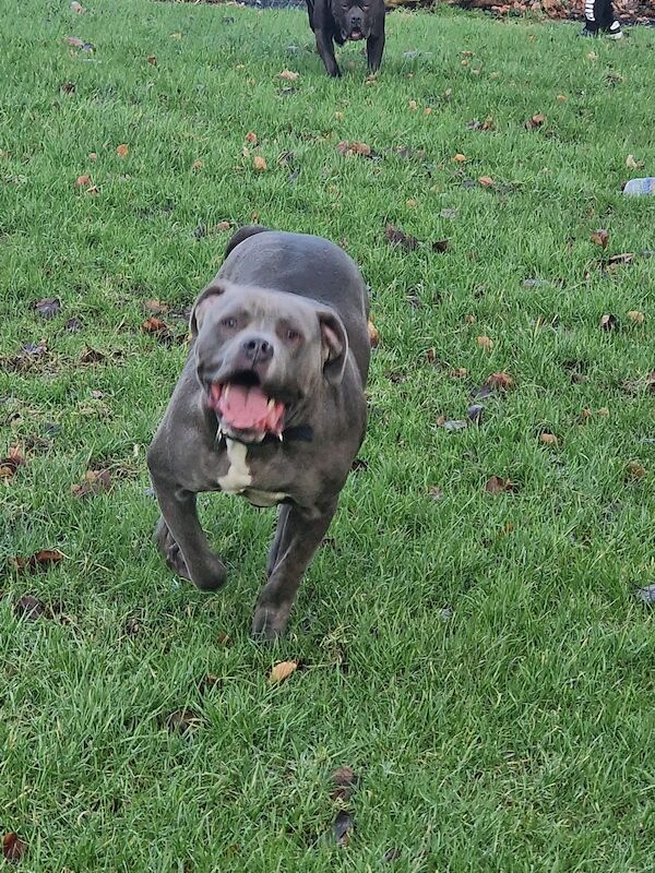 English Bulldog puppies for sale in Huddersfield, West Yorkshire – 2 years old - Image 8 of 8