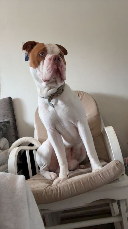 English Bulldog puppies for sale in Aberdeen, City of Aberdeen – 2 years old