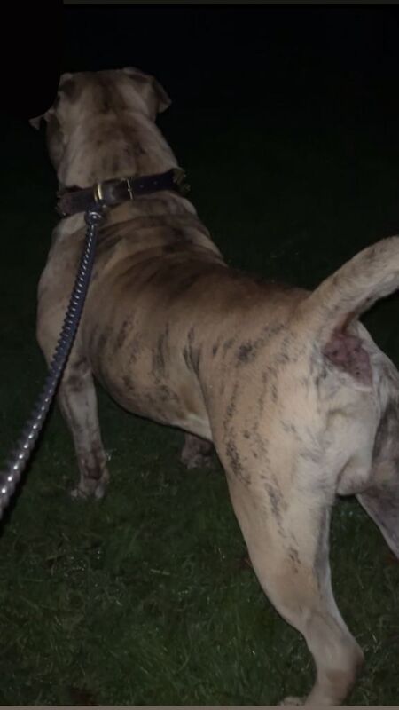 English Bulldog puppies for sale in Aylesbury, Buckinghamshire – 1 year old