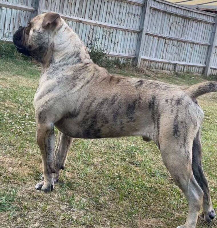 English Bulldog puppies for sale in Aylesbury, Buckinghamshire – 1 year old - Image 2 of 4