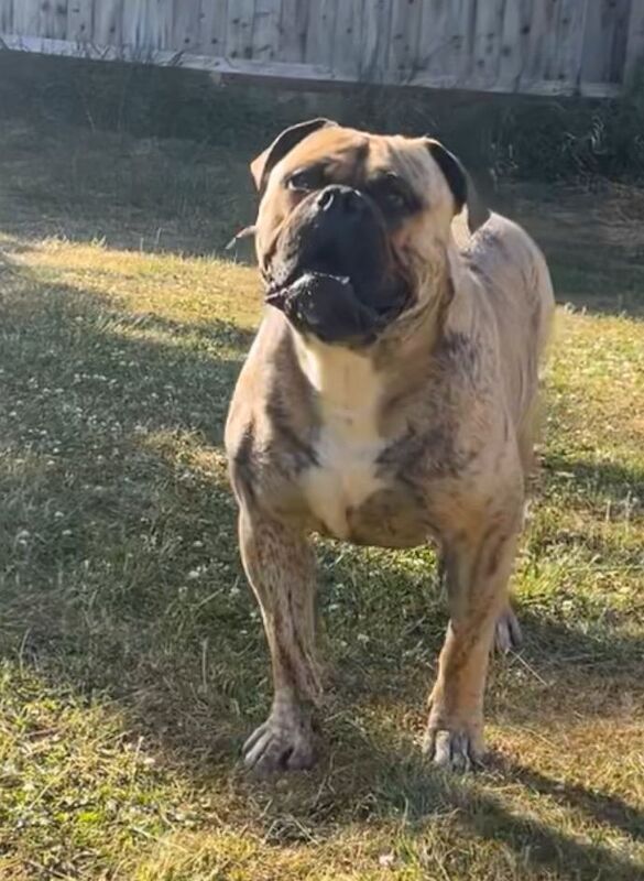 English Bulldog puppies for sale in Aylesbury, Buckinghamshire – 1 year old - Image 3 of 4