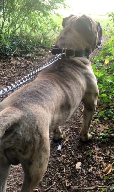 English Bulldog puppies for sale in Aylesbury, Buckinghamshire – 1 year old - Image 4 of 4