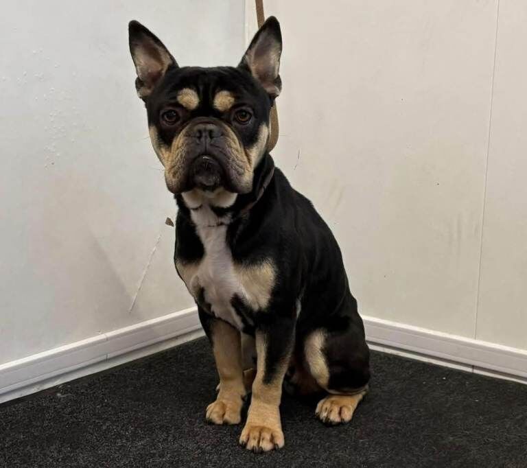 English Bulldog puppies for sale in Dungannon, County Tyrone – 2 years old