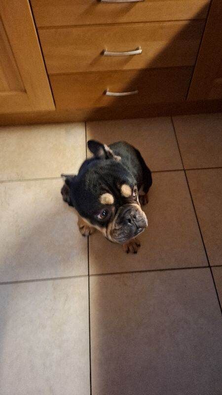 English Bulldog puppies for sale in Dungannon, County Tyrone – 2 years old - Image 2 of 2