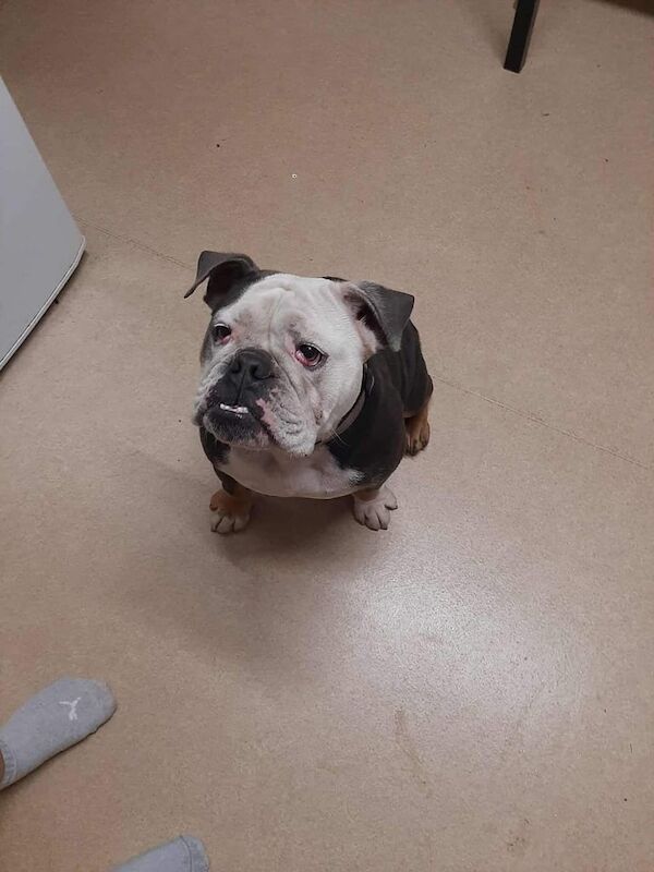 English Bulldog puppies for sale in Crewe, Cheshire – 1 year old