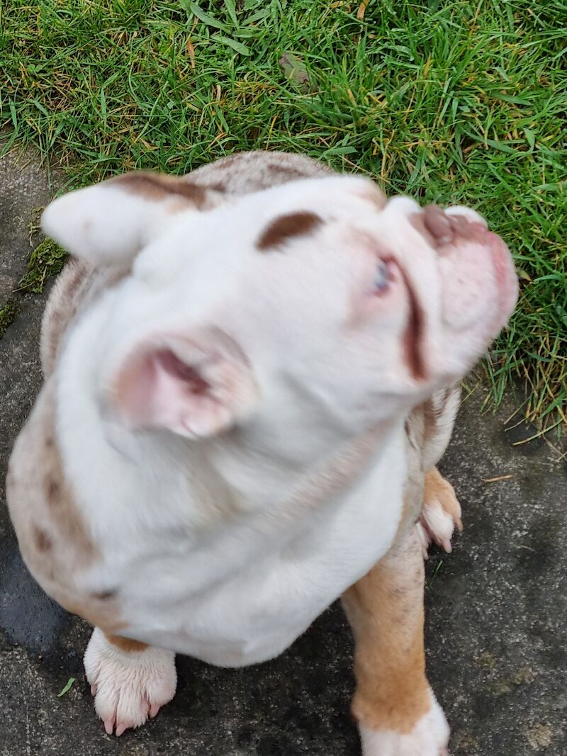 Dotty for sale in Cannock, Staffordshire | Image 2