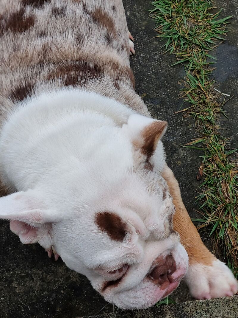 English Bulldog puppies for sale in Cannock, Staffordshire – 1 year old - Image 3 of 5