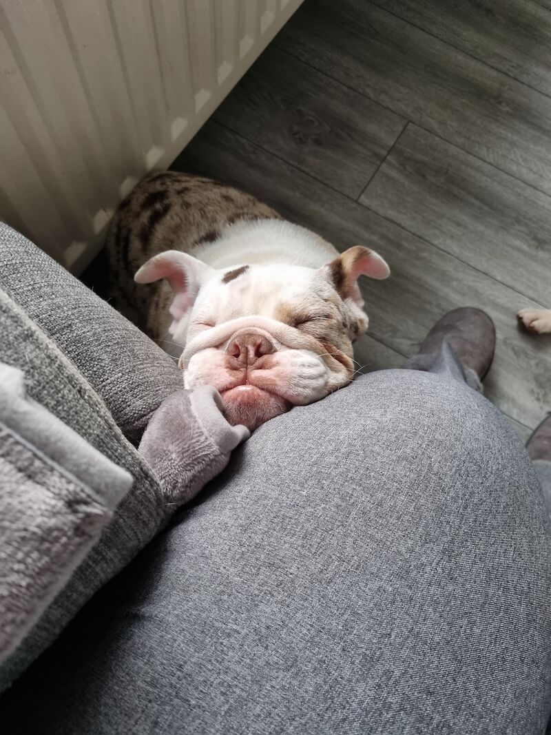 English Bulldog puppies for sale in Cannock, Staffordshire – 1 year old - Image 4 of 5