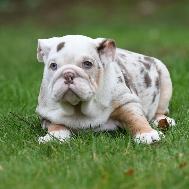 English Bulldog puppies for sale in Cannock, Staffordshire – 1 year old - Image 5 of 5