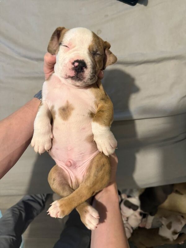 English Bulldog puppies for sale in County Antrim – 9 weeks old