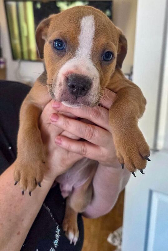 Bulldog Puppies For Sale