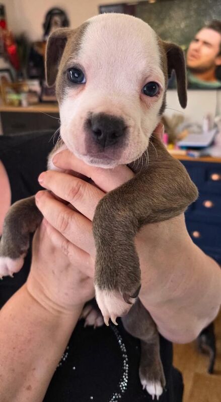 England bulldog x Staffordshire bull terrier - Image 2 of 3