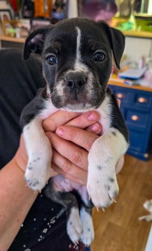 England bulldog x Staffordshire bull terrier - Image 3 of 3
