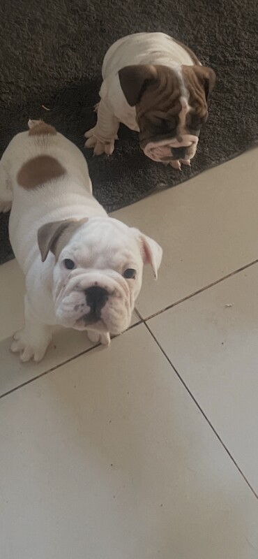 English bull dog