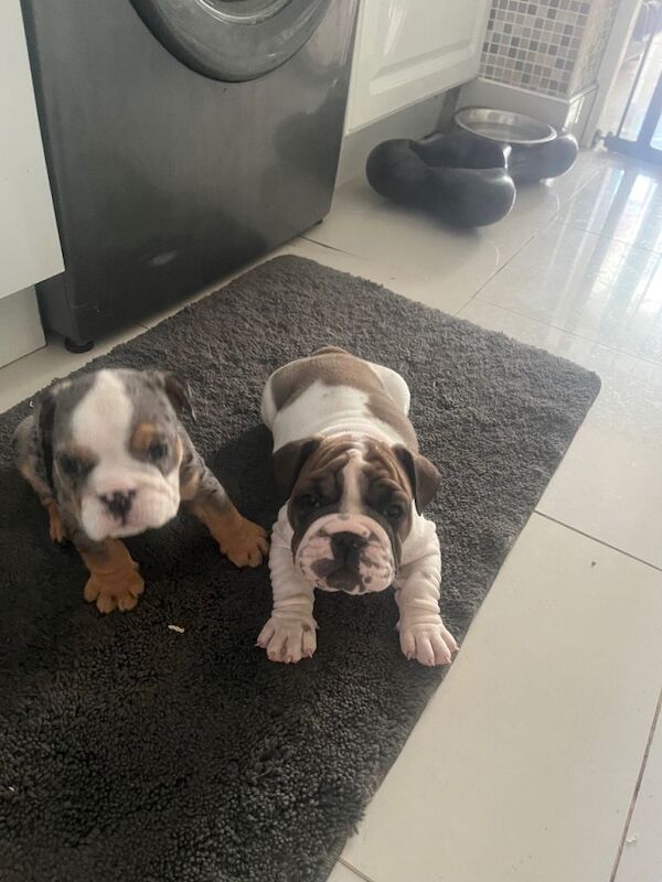 English bull dog - Image 2 of 6