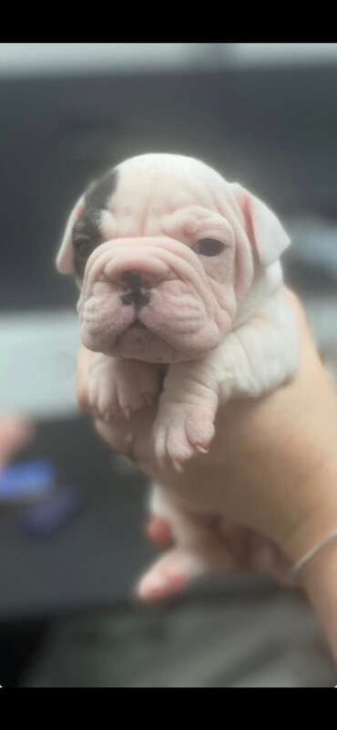 English bull dog - Image 5 of 6