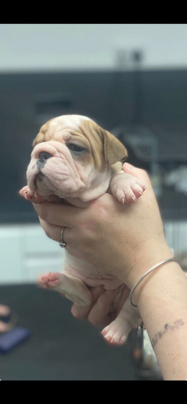 English bull dog - Image 6 of 6