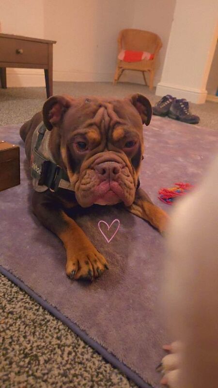 Bulldog Puppies For Sale