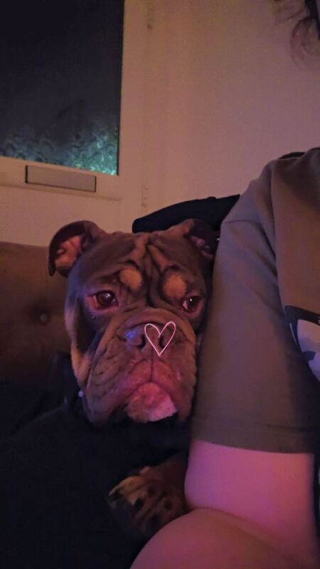 English bull dog for sale - Image 2 of 3
