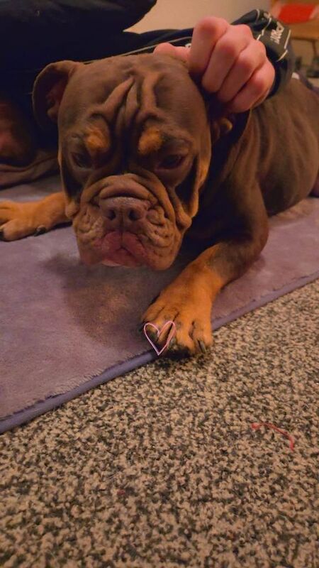 English bull dog for sale - Image 3 of 3