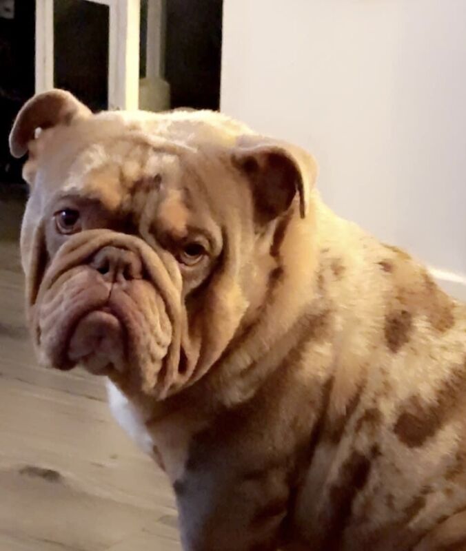English bull dog Hugo for sale in Tamworth, Staffordshire | Image 2