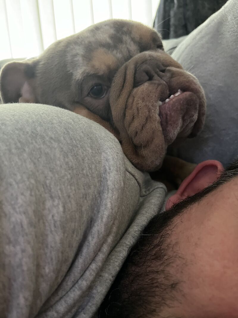 English bull dog Hugo for sale in Tamworth, Staffordshire | Image 3