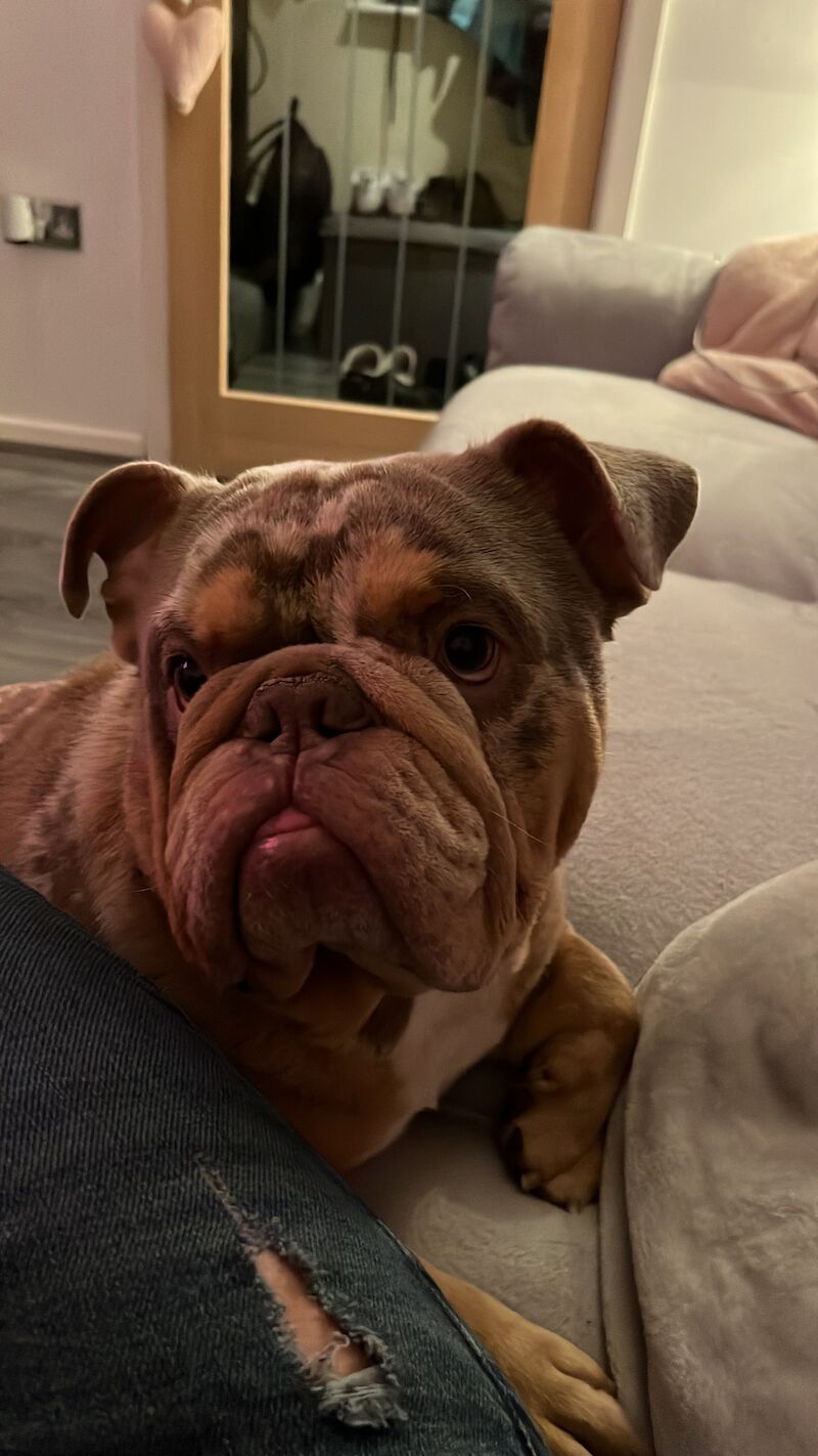 English bull dog Hugo for sale in Tamworth, Staffordshire | Image 4