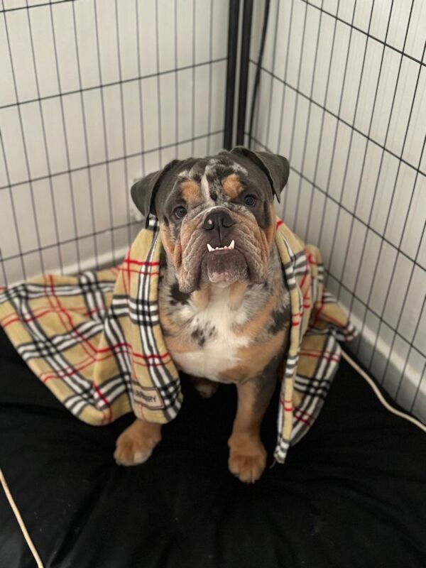 English Bulldog puppies for sale in Abingdon, Oxfordshire – 2 years old