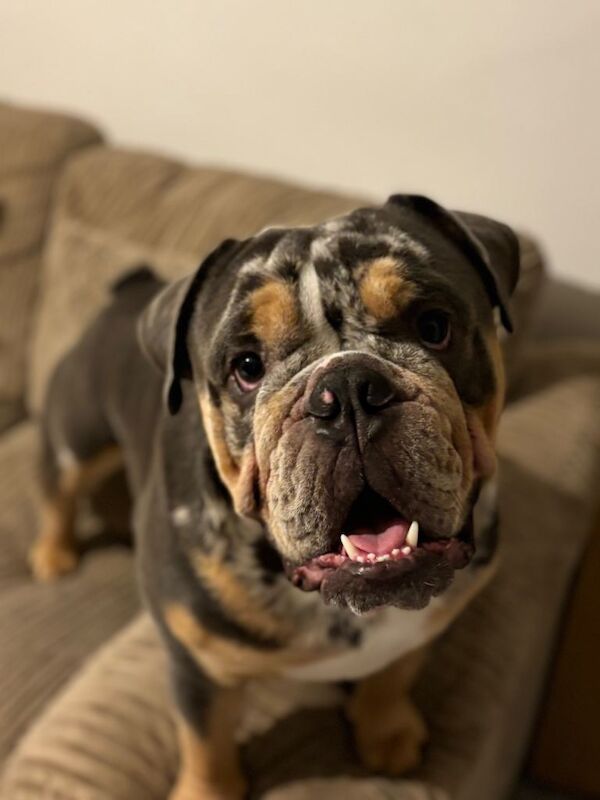 English Bulldog puppies for sale in Abingdon, Oxfordshire – 2 years old - Image 2 of 3