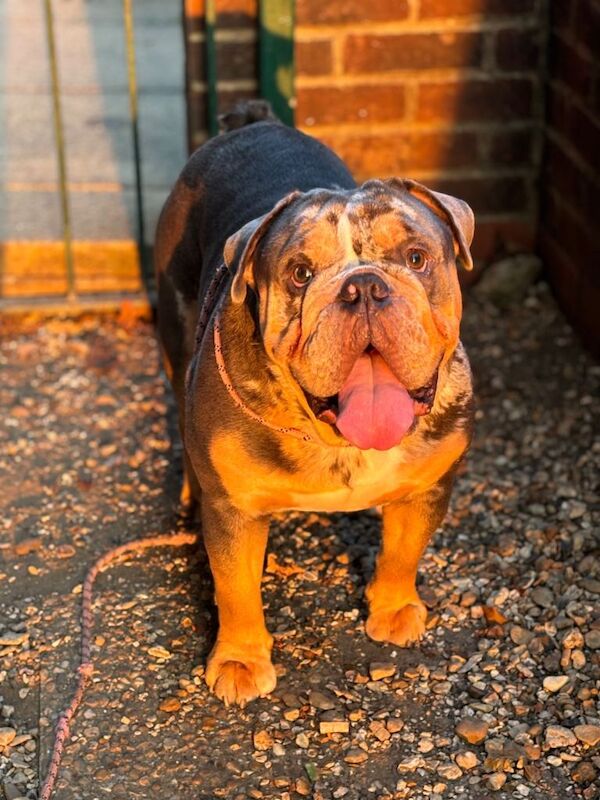 English Bulldog puppies for sale in Abingdon, Oxfordshire – 2 years old - Image 3 of 3