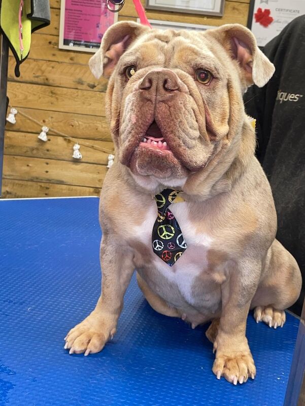 English Bulldog puppies for sale in Manchester, Greater Manchester – 6 minutes old