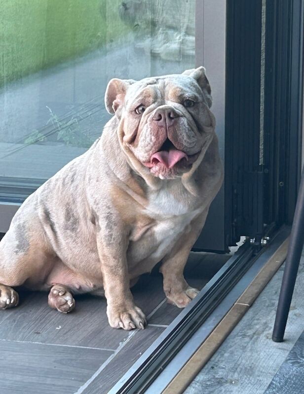 Bulldog Puppies For Sale