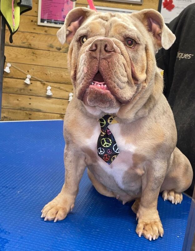 English bulldog - Image 2 of 3