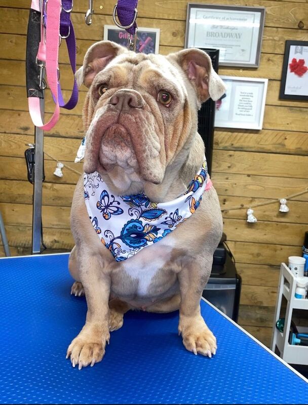 English bulldog - Image 3 of 3