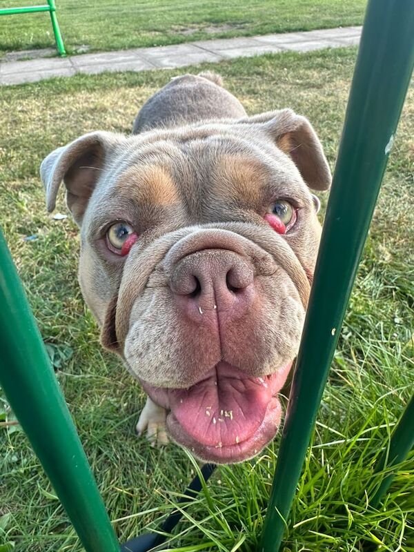 English Bulldog puppies for sale in Southport, Merseyside – 10 months old