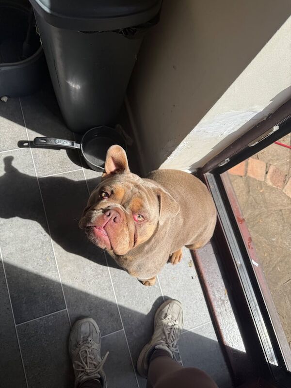 English Bulldog puppies for sale in Southport, Merseyside – 10 months old - Image 3 of 3