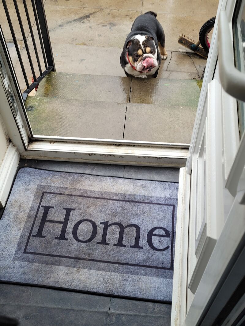 English bulldog for sale in County Durham | Image 2