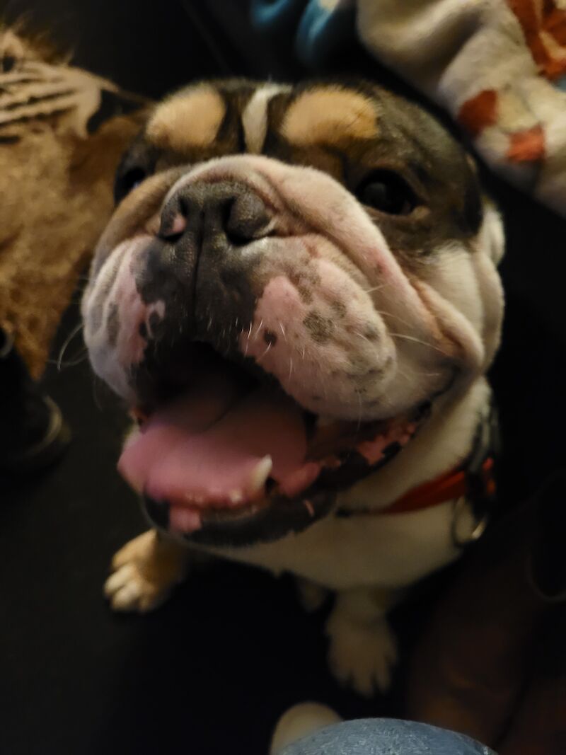 English bulldog for sale in County Durham | Image 3
