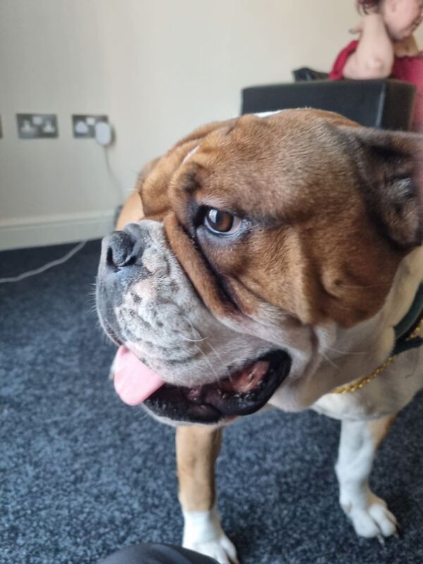 english bulldog for sale in Sheffield, South Yorkshire