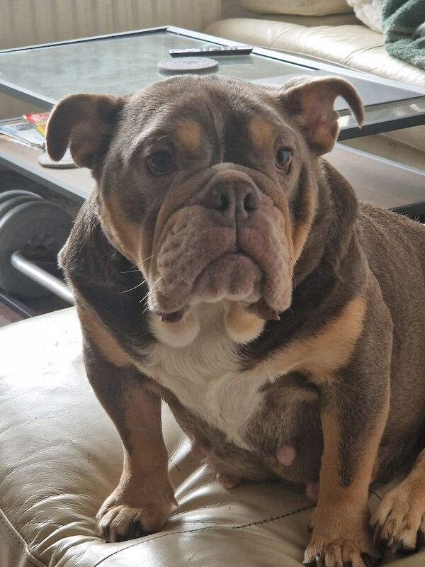 English bulldog - Image 2 of 4