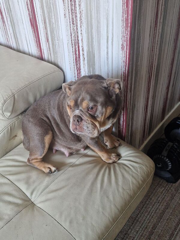 English bulldog - Image 3 of 4