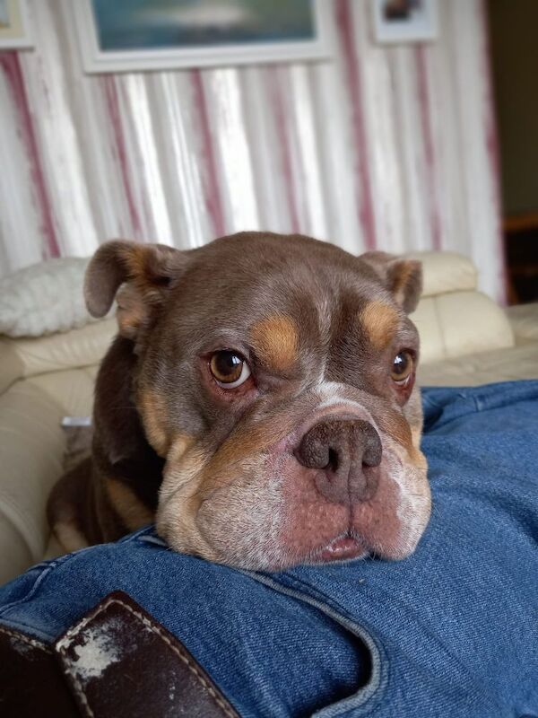 English bulldog - Image 4 of 4