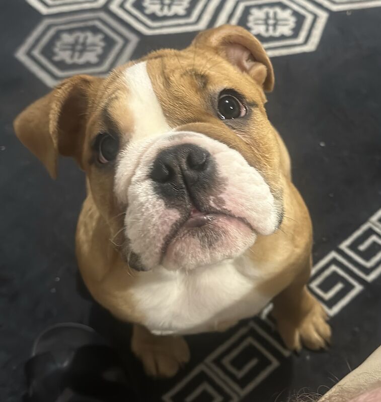 English bulldog