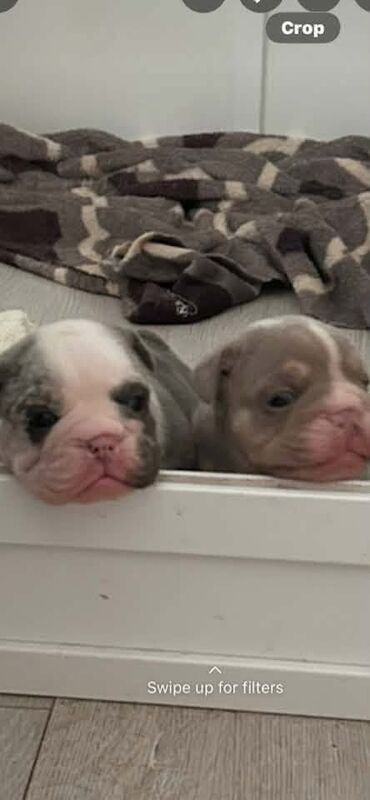 English Bulldog